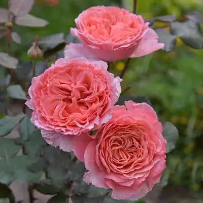 Laurent Cabrol rose