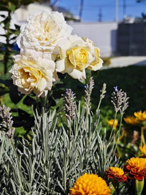 lavender in garden