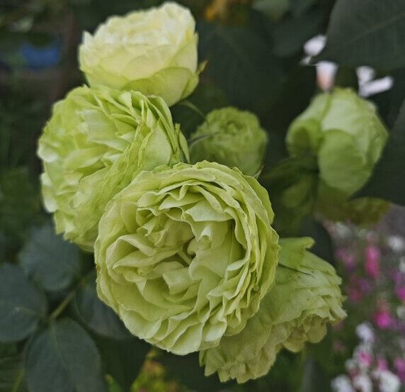 rose variety