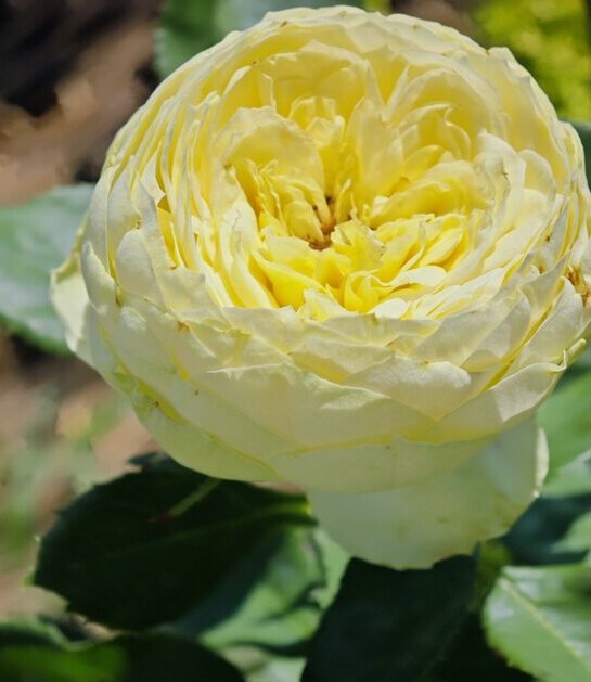 Lemon Rokoko rose