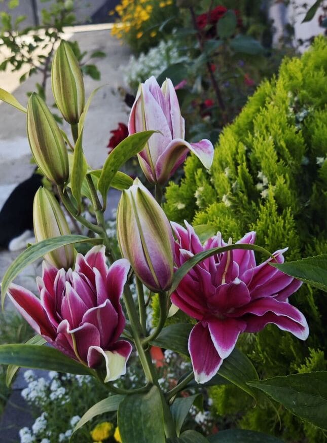 lilies in garden