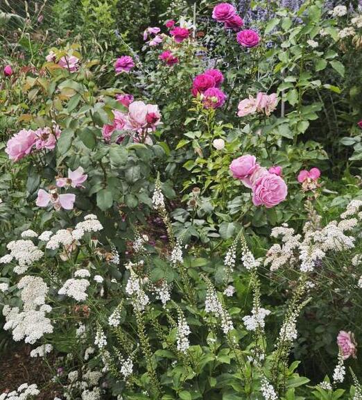 living soil for garden