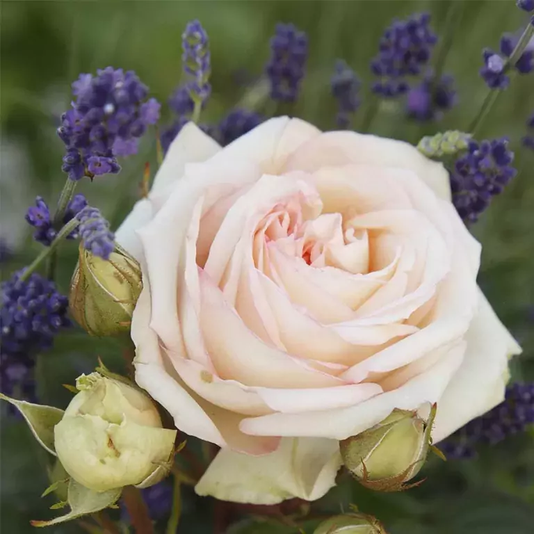 white roses for garden