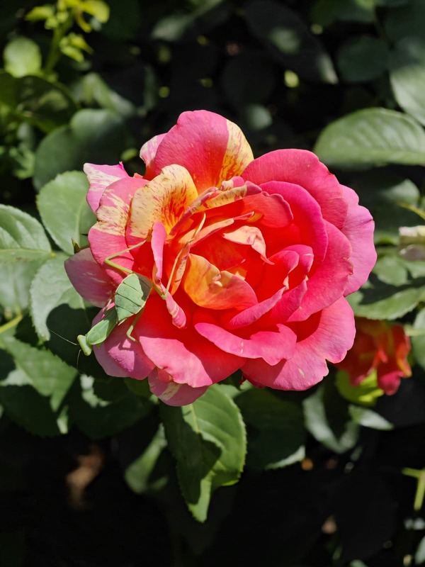 Insects in the Rose Garden