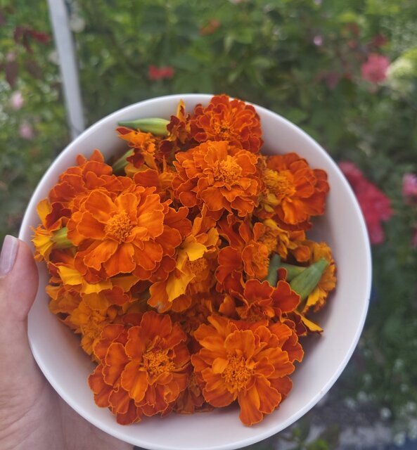 Rose‑Stem Sawflies and Natural Remedies