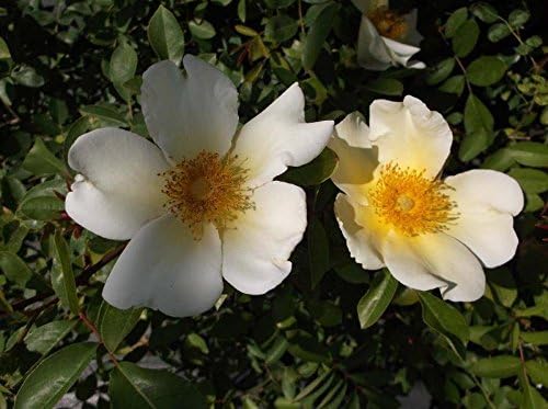 best climbing roses