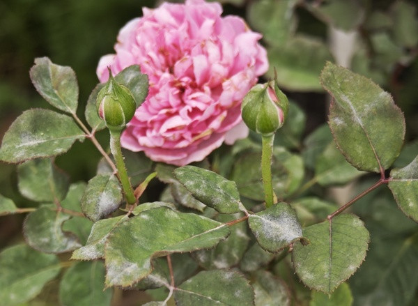 rose disease control
