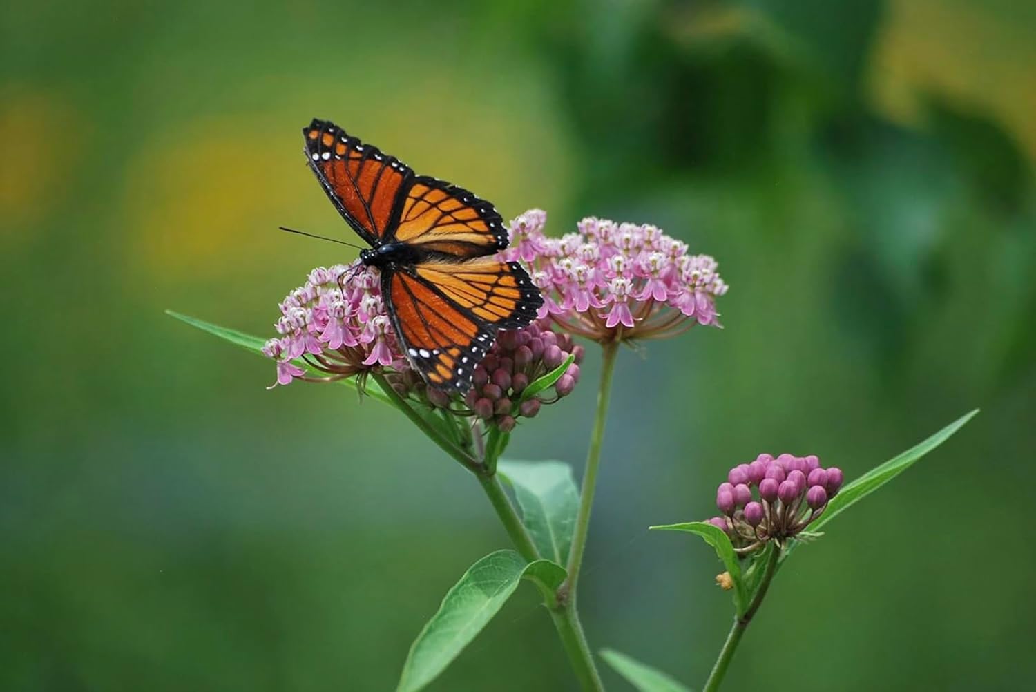 Bushes to Attract Butterflies