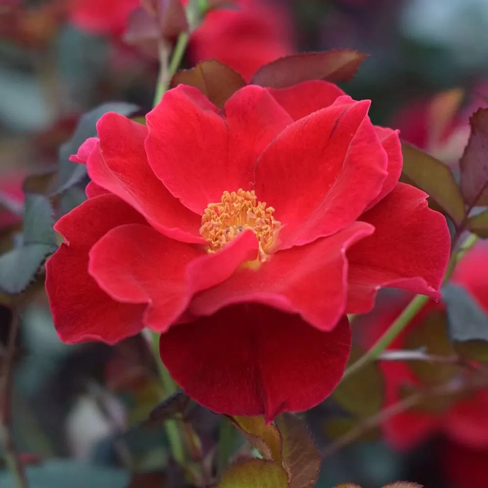 rose garden