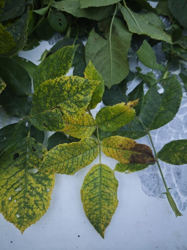 mosaic rose virus