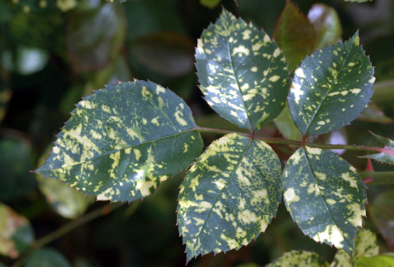 Rose disease identification