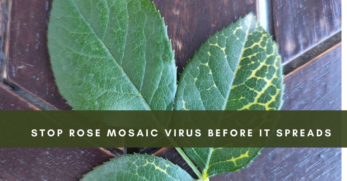 Prevent Rose Mosaic Virus