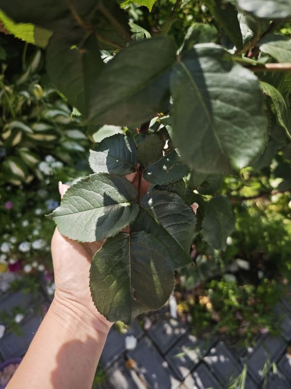Soil health for roses