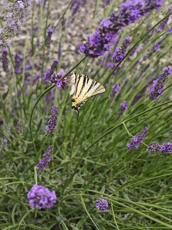 Butterfly Garden