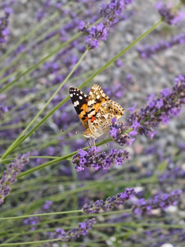 Butterfly Garden