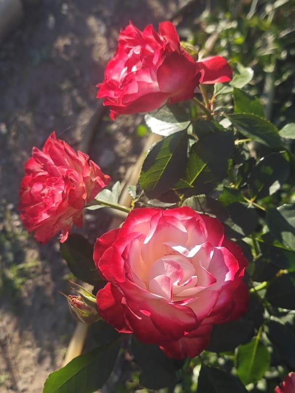 Saving Roses From Thrips Organically