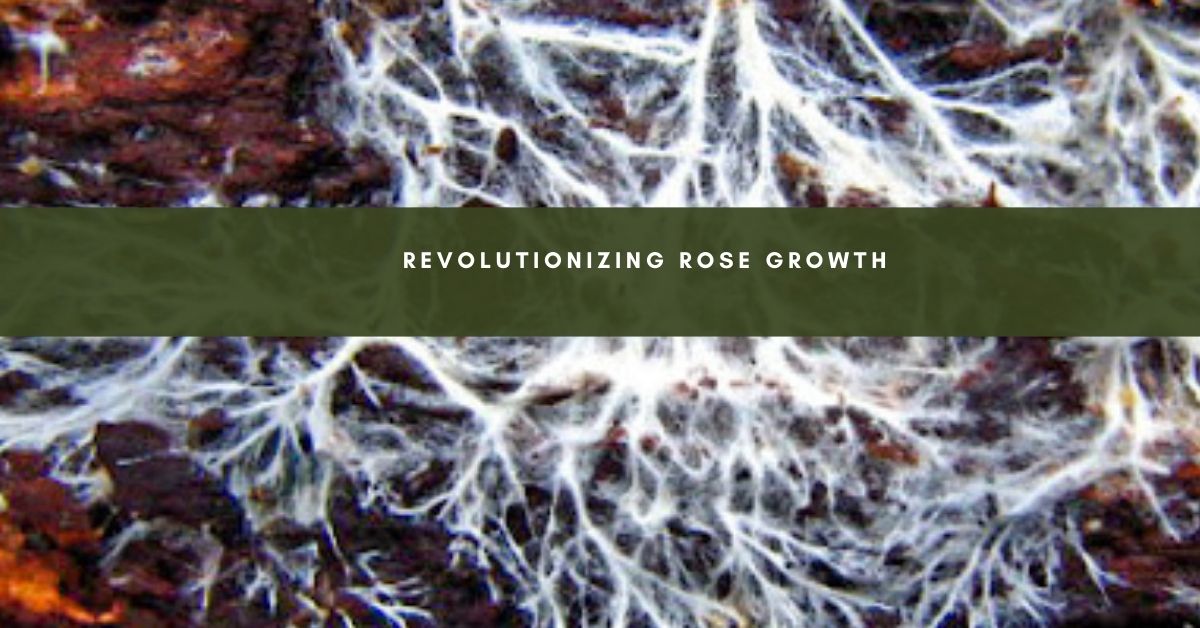 Mycorrhizal Fungi Boost Root Development and Nutrient Uptake