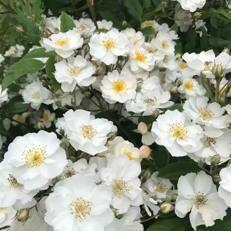 rose for front garden