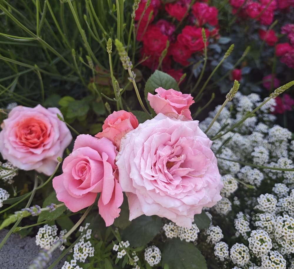 climbing roses companions