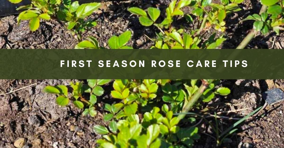 Newly Planted Roses in the First Season