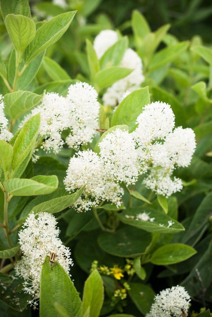 Butterfly Bushes