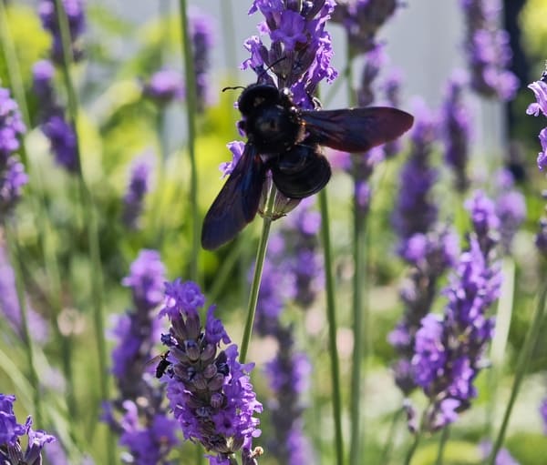 lavender edging a rose border