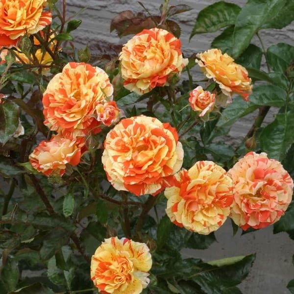 Oranges and Lemons rose