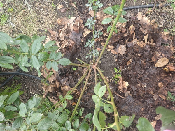 leaf mold application around rose bushes