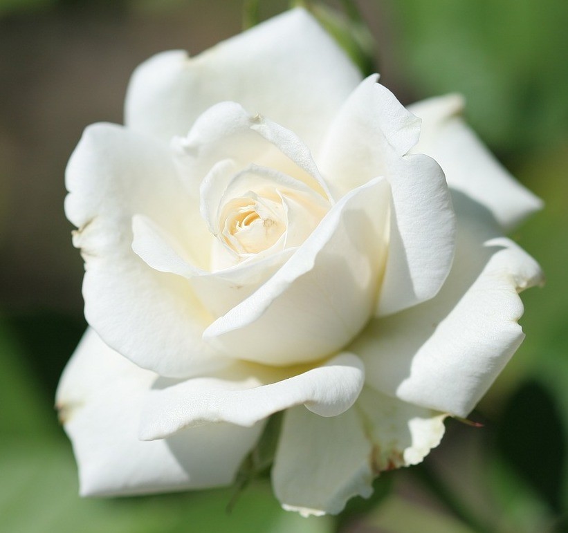 Paloma Blanca rose