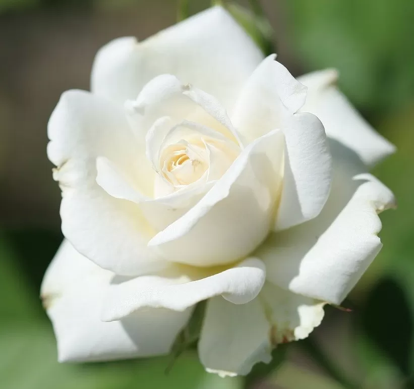 Guide to growing roses