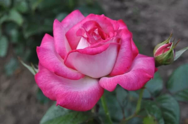 Pascal Sevran rose