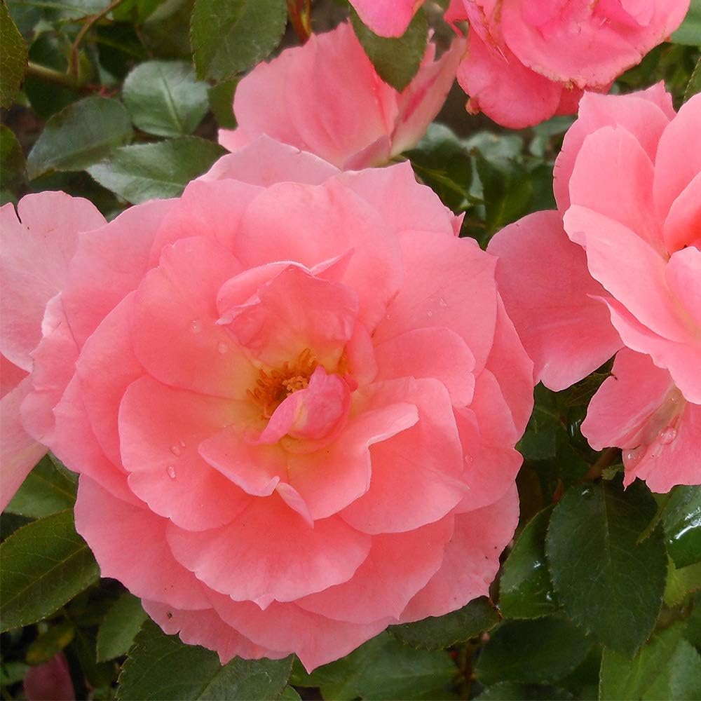 shade tolerant roses for your garden