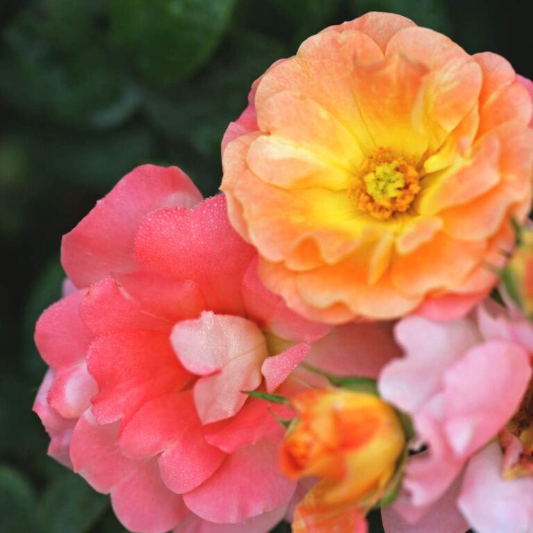 peach drift rose