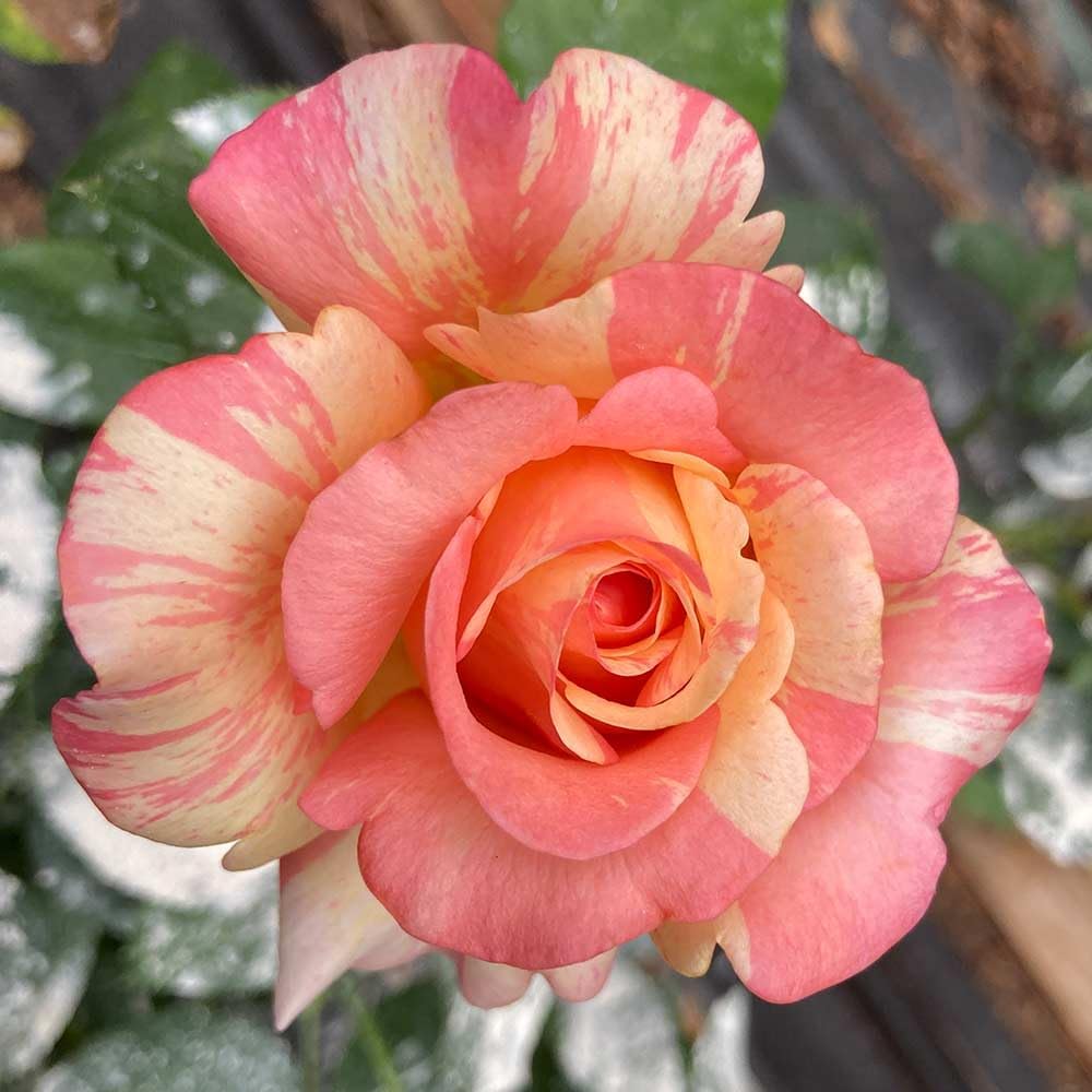 Peach Swirl rose