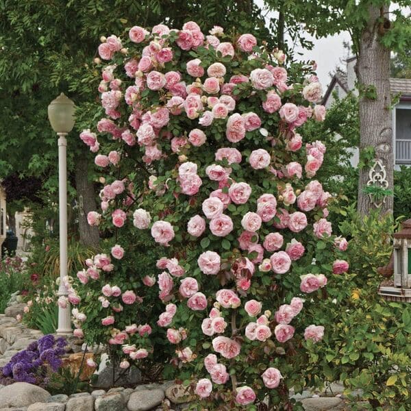 Pearly Gates rose