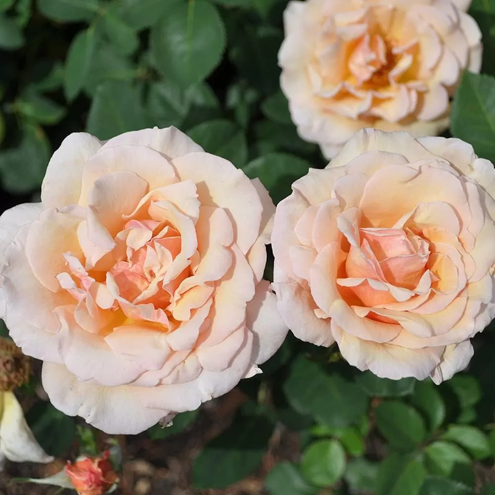 Pearlie Mae rose