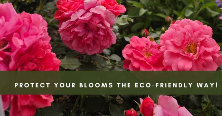 Natural Pest Control for Roses | All about Roses
