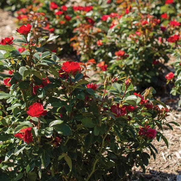 best rose for containers