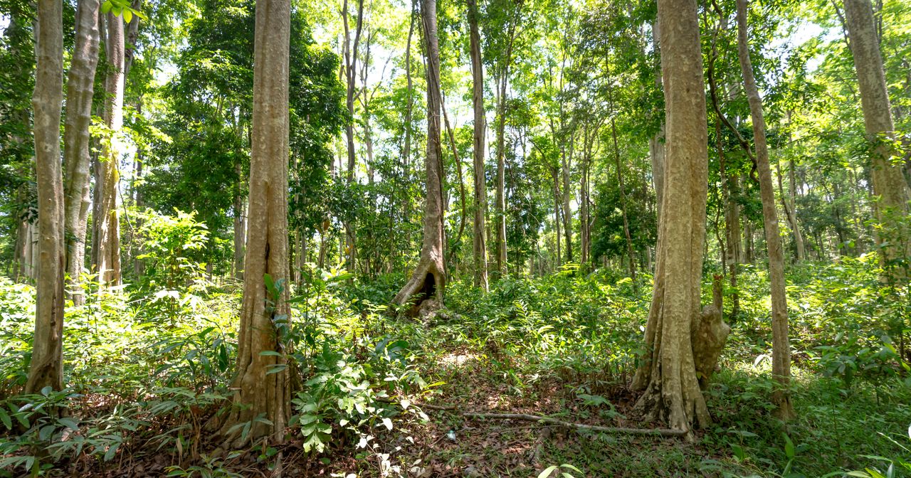 A vibrant green forest with tall trees and sunlit canopy, showcasing nature's beauty.