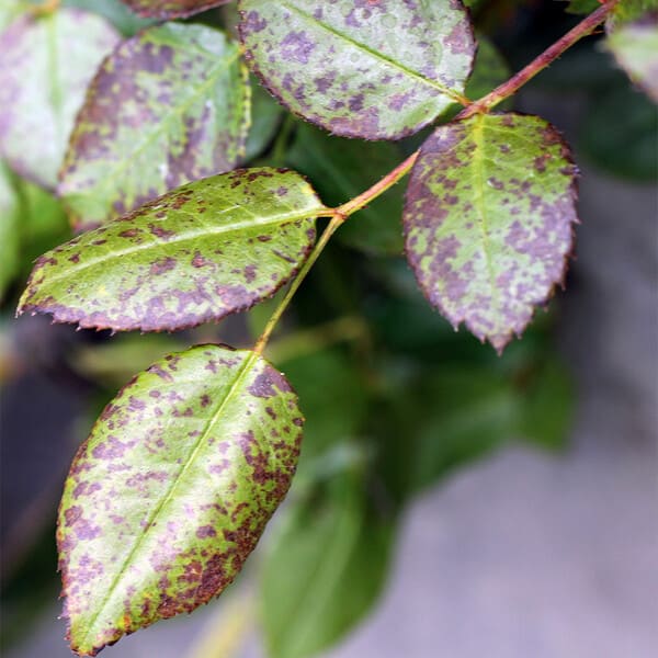 phosphorus deficiency on roses