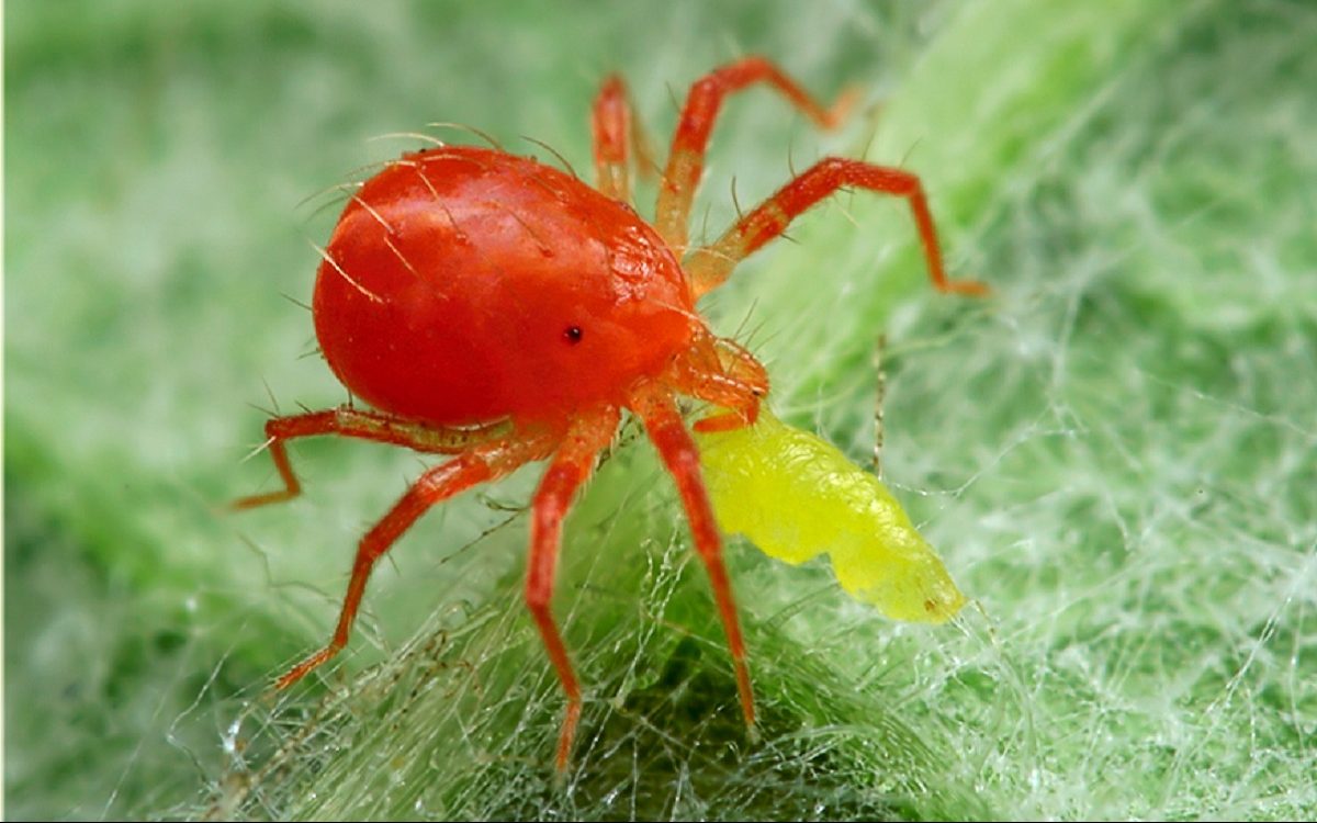 Insects That Protect Your Rose garden