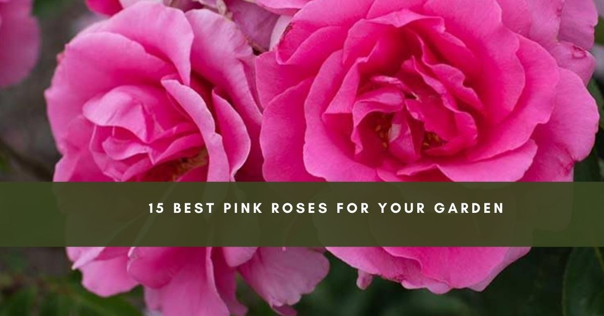 best pink roses