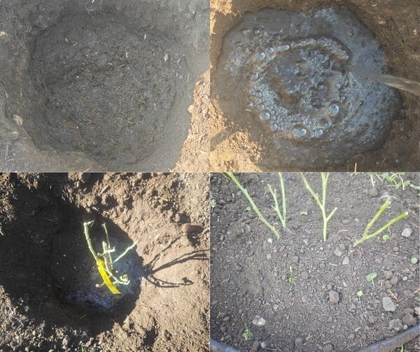 rose easy planting tutorials