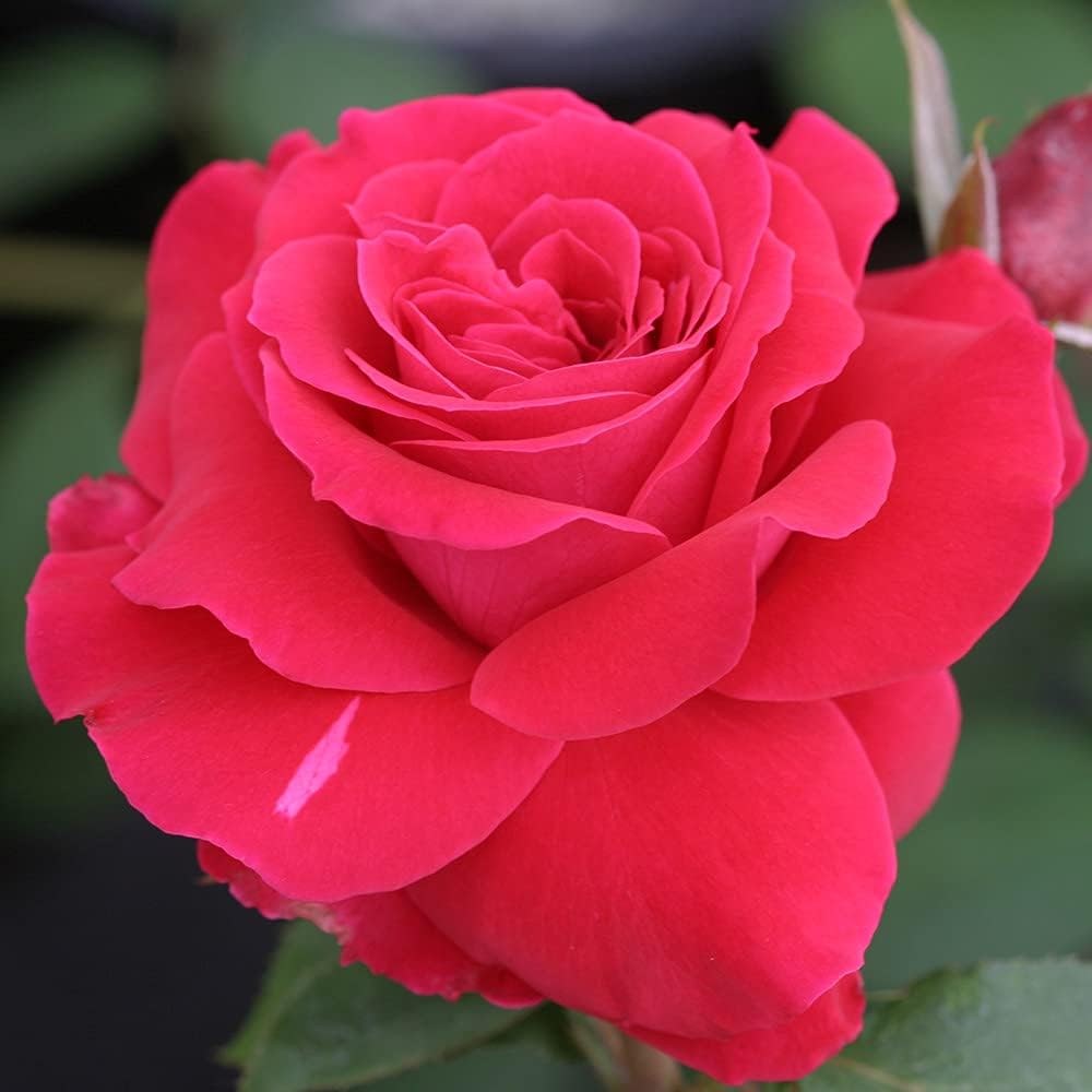 Polonaise rose