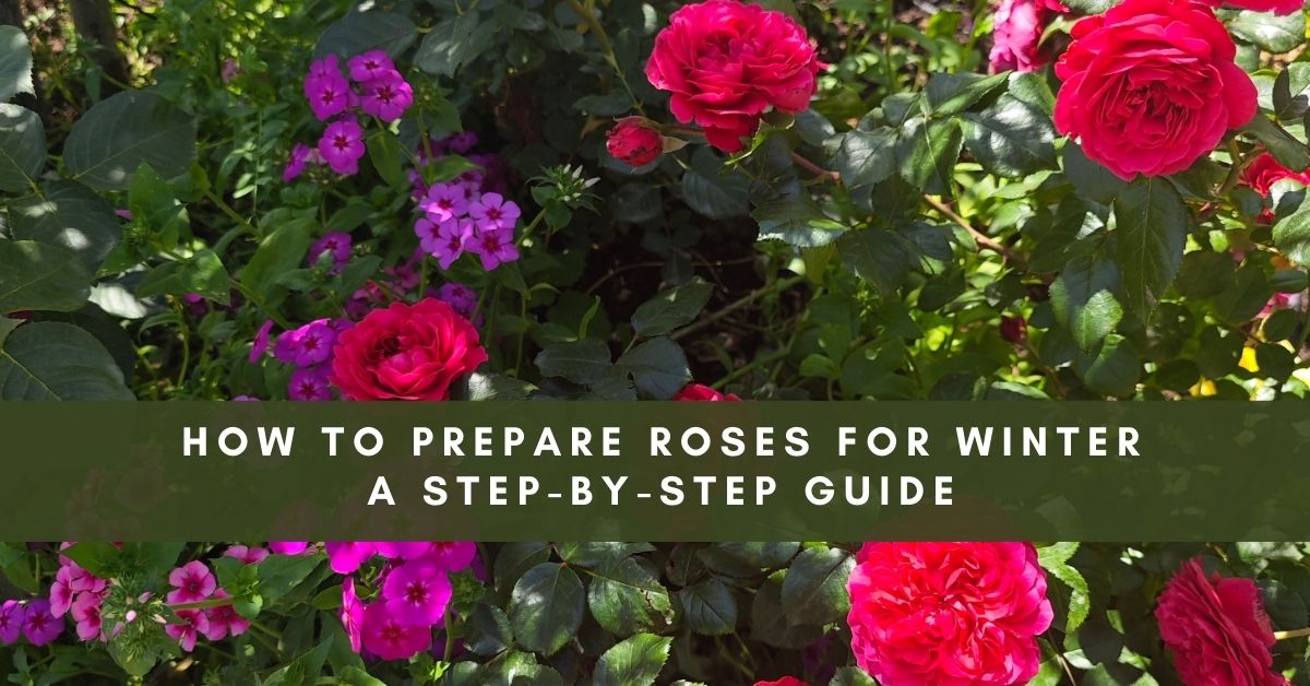 Prepare Roses for Winter