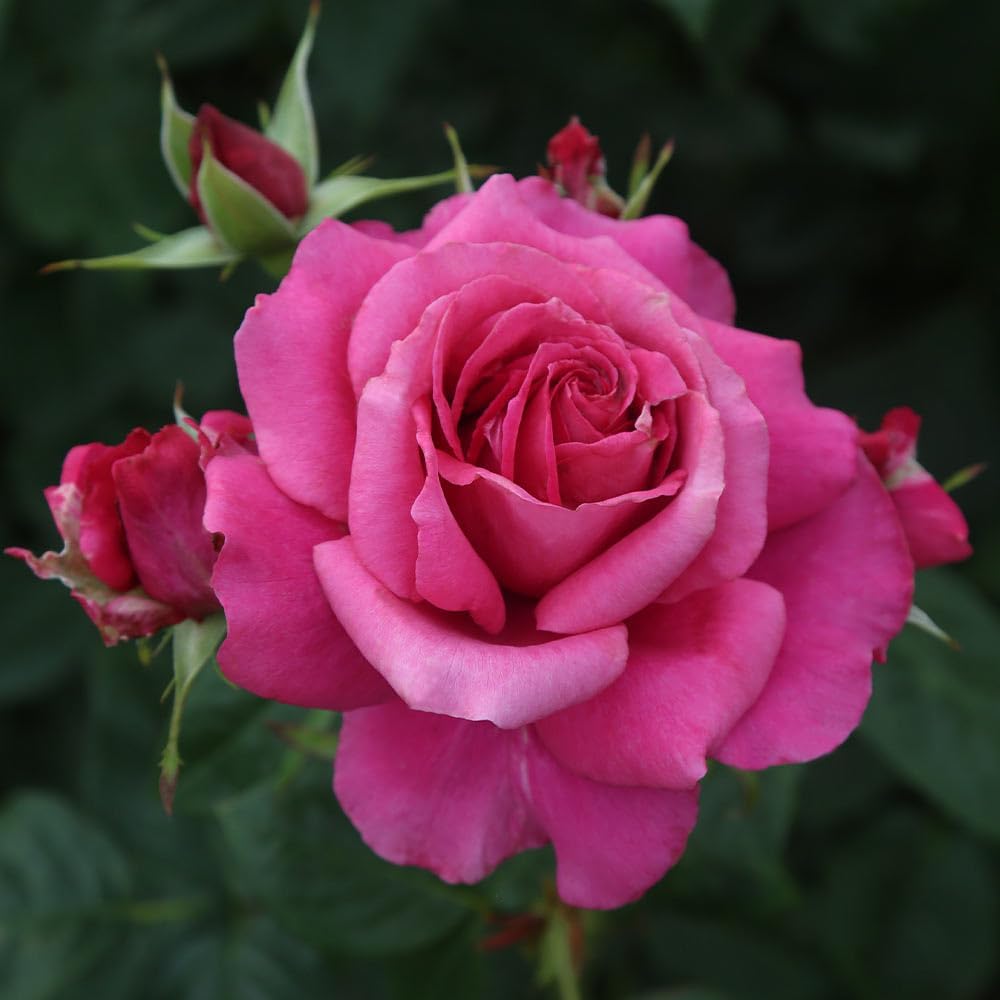 Pretty Lady Rose Pink