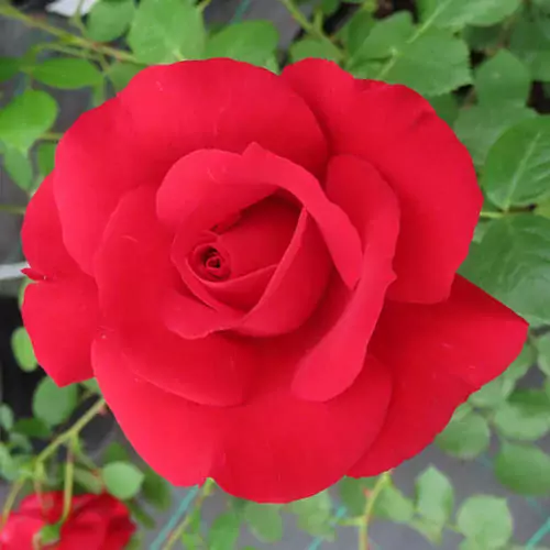 The Prince's Trust rose