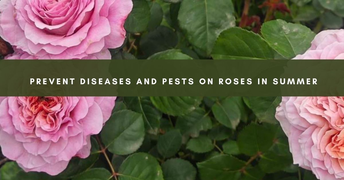 Prevent Diseases and Pests on Roses in Summer