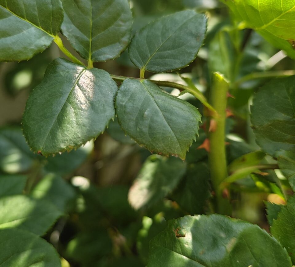 pruning roses