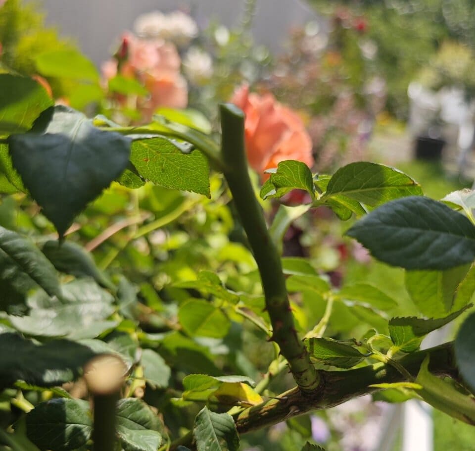 rose pruning